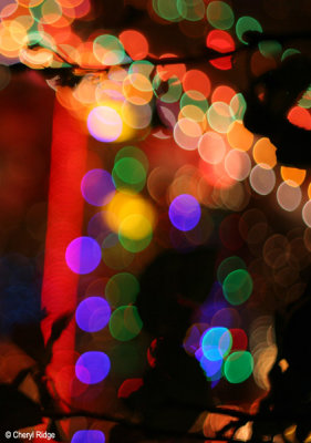 5298-christmas-lights.jpg