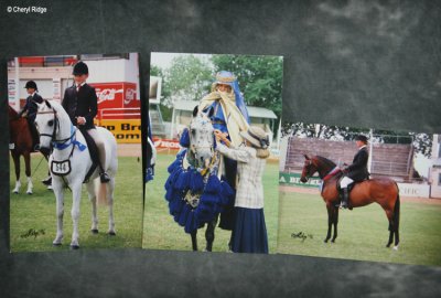 Arabian horses under saddle