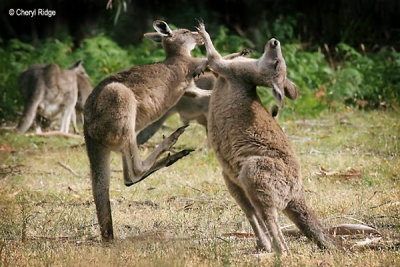 Kangaroos and wallabies