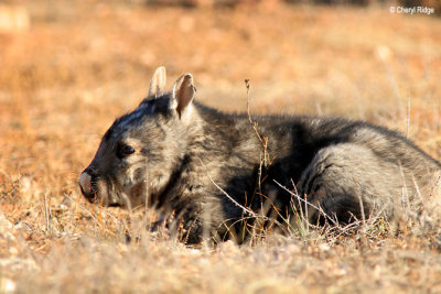 8334- southern hairy nosed wombat