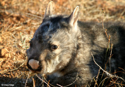 8344- southern hairy nosed wombat