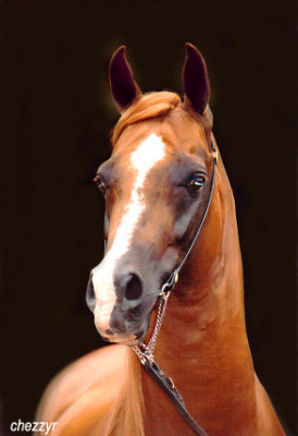 Arabian stallion Naavah
