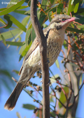 8303- spiny cheeked honeyeater