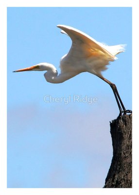 7685-great-egret