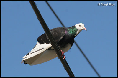 4358-unknown-pigeon