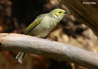 white-plumed honeyeater