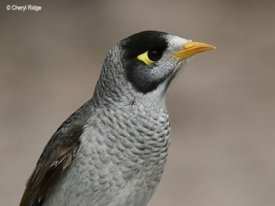 noisy miner close up