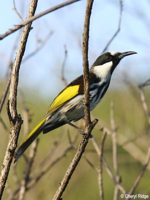 white-cheeked-honeyeater