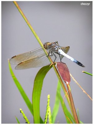 5063-dragonfly