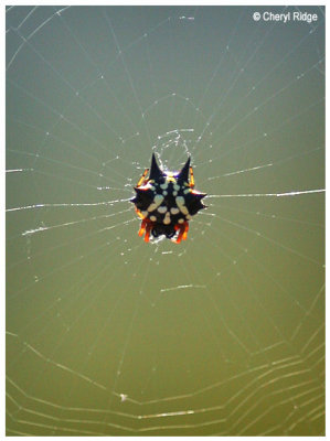 5217-spider