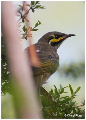 5246-yellow-faced-honeyeater