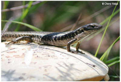 5175-lizard-on-toadstool