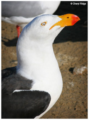 Pacific Gull - adult