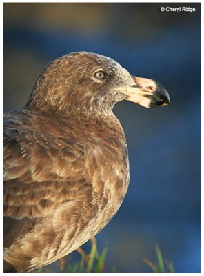 Pacific Gull - young