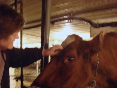 Sue Petting Cow