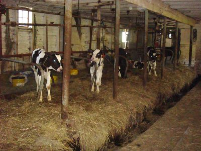 cows11.jpg