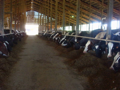 cows20.jpg