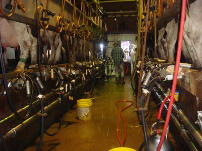 milking01.jpg