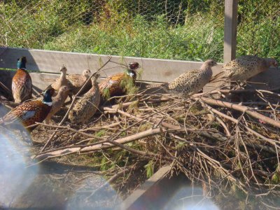pheasant02.jpg