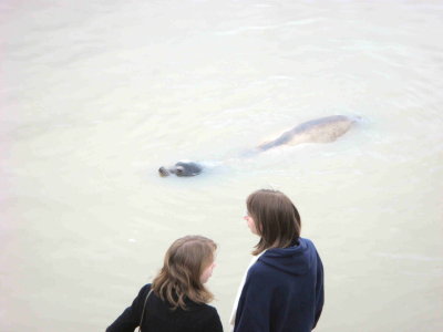 Seal