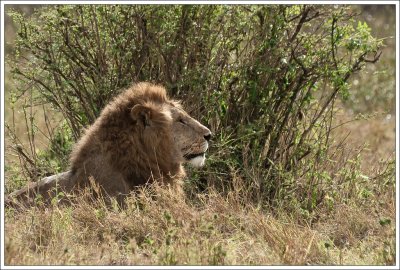 Animals of Kenya