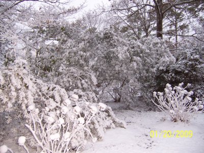 January 20, 2009 - Snow in Manteo, NC