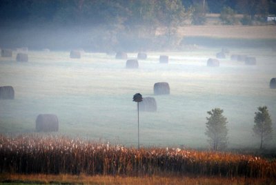 Bales in the mist