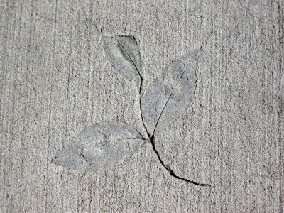 Sidewalk Fossil