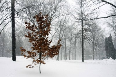 Autumns Last Stand