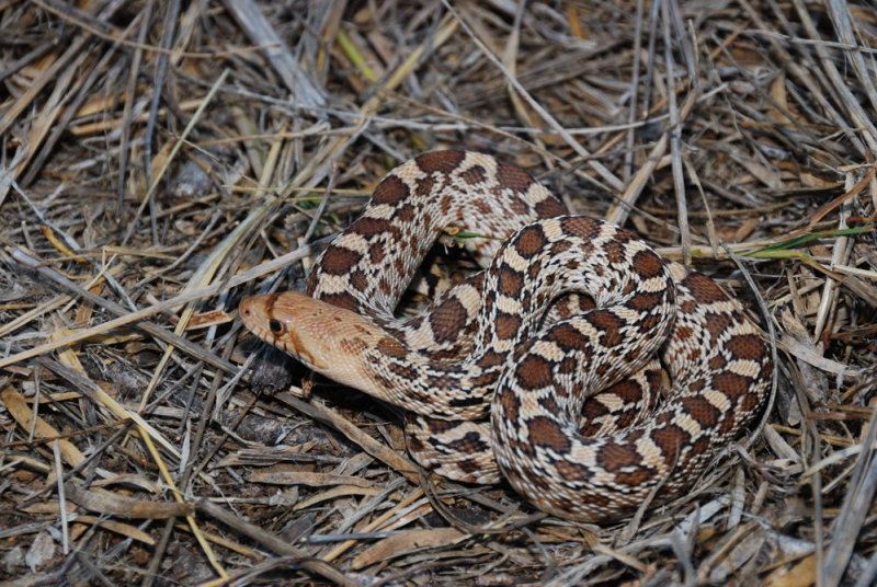 34 bullsnake.jpg