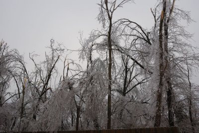 trees out back.jpg