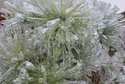 pine needles.jpg