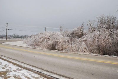 bent trees.jpg