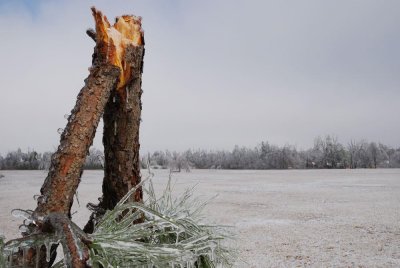 snapped pine.jpg