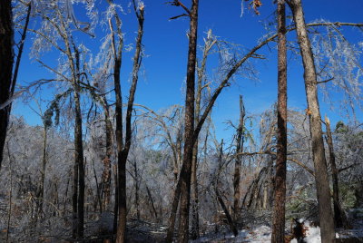 broken treetops.jpg