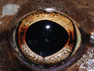 Winter Amphibians