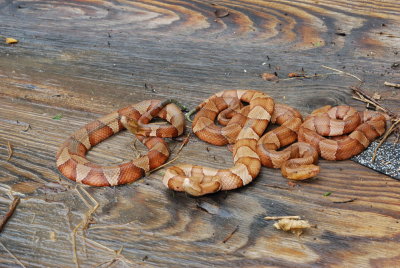 pile of broad-banded copperheads