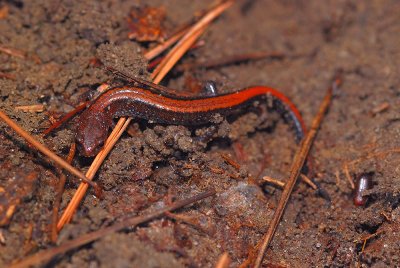 Here's one!  Redback salamander, red phase