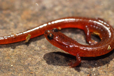 Another!  Many-ribbed salamander (Eurycea multiplicata)