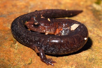 Redback salamander, no-stripe phase