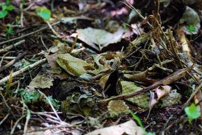 male #2 in ambush posture