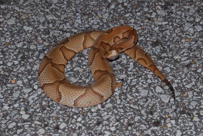 copperhead.jpg