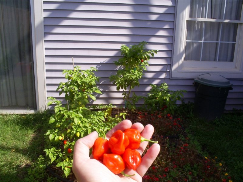 Peppers2.jpg