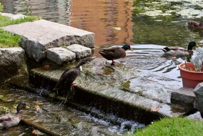 Duck Walk