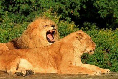 lion &  lioness.jpg