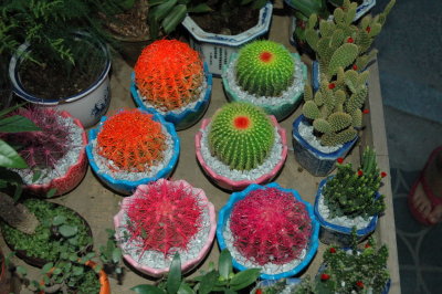 cactuses qui s'ennuient pas