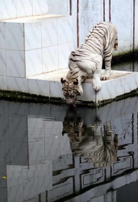 white tiger (4)_resize.jpg