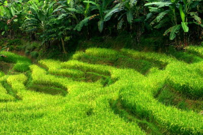 Green paddy field