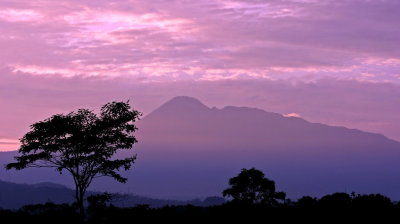 One Morning in Bogor