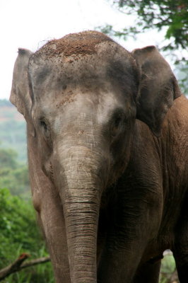 Baby Elephant's